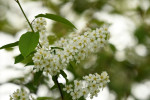 Wilde serring (Foto: Rob van 't Zand)